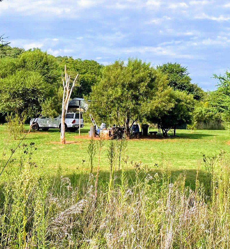 River Bushwillow 2